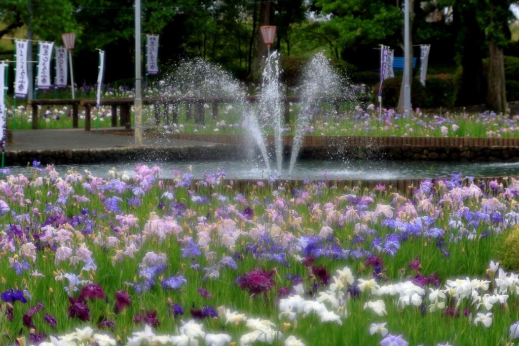 小雨が降る中での花菖蒲＃５