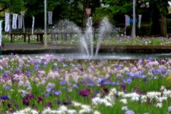 小雨が降る中での花菖蒲＃５