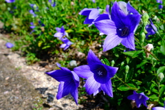 中部電力ヒーリングガーデンの秋景色＃９