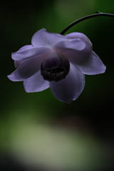 森の妖精・レンゲショウマ#5