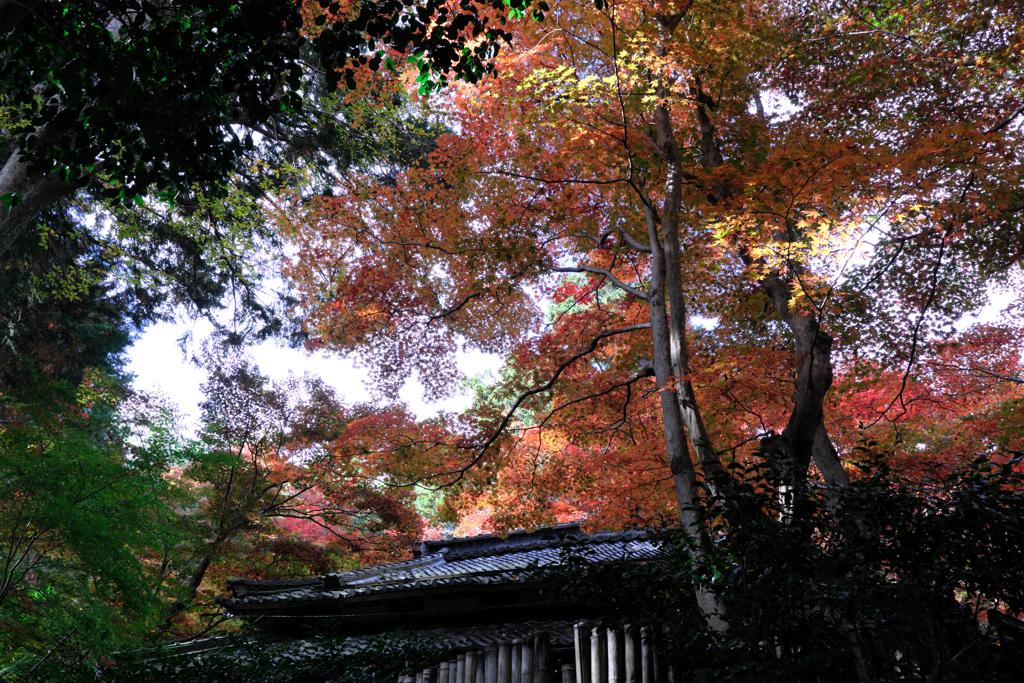 石の寺・教林坊の紅葉＃１０