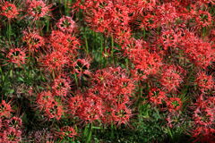 逢妻女川の彼岸花#10