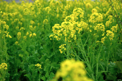 春を告げる花・菜の花＃２
