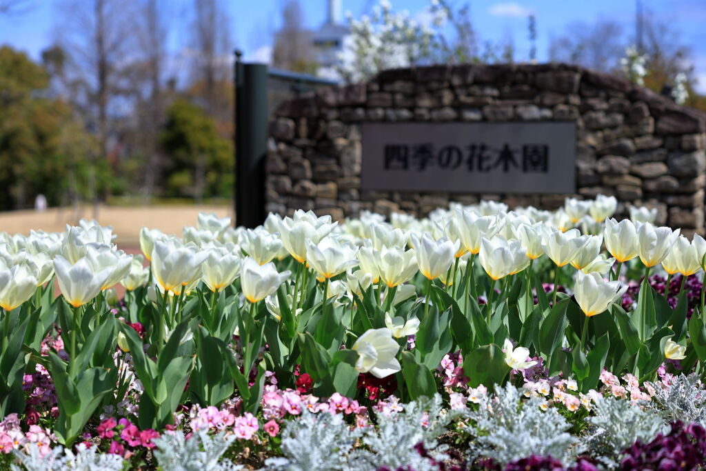 春爛漫のデンパーク安城＃５