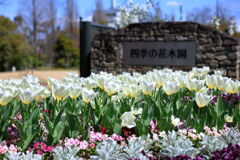 春爛漫のデンパーク安城＃５