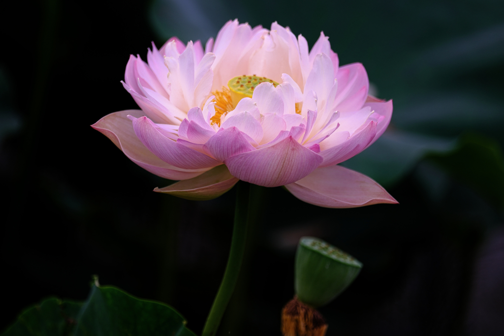 この時期魅力的なハスの花＃８