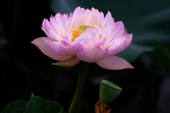 この時期魅力的なハスの花#8