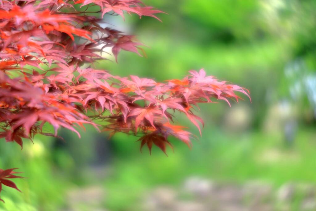 梅雨の晴れ間に出会った花たち＃１０