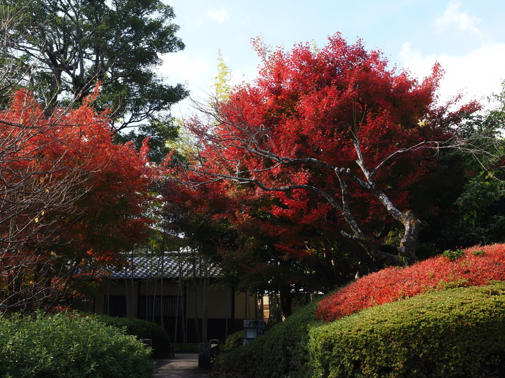 京都風情タップリ丈山苑＃１６