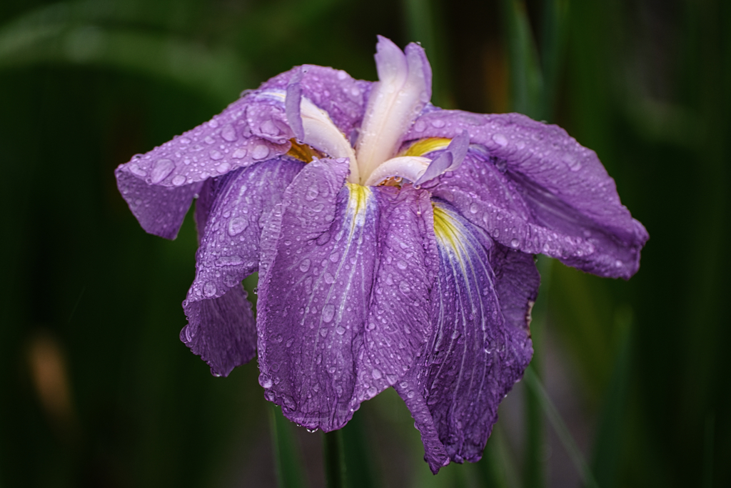 雨降りの花菖蒲撮影＃５