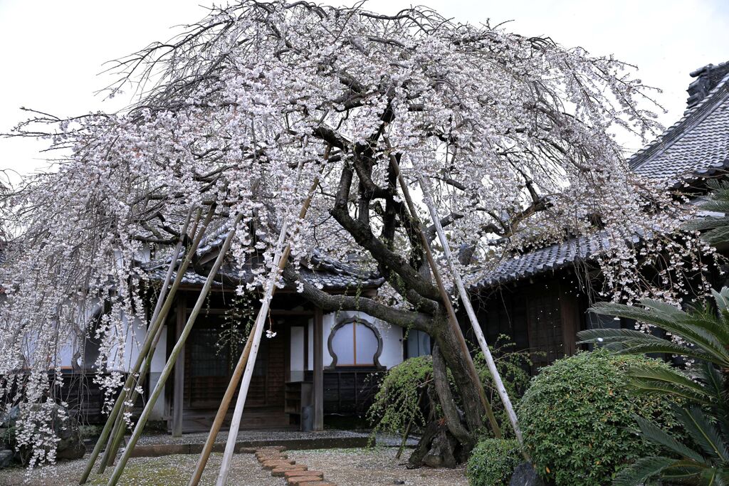 ちょうど見頃の枝垂れ桜＃５