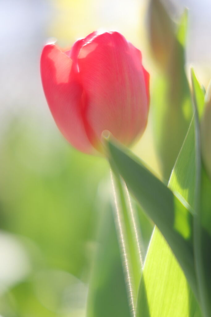 季節を先取り温室の花たち＃７