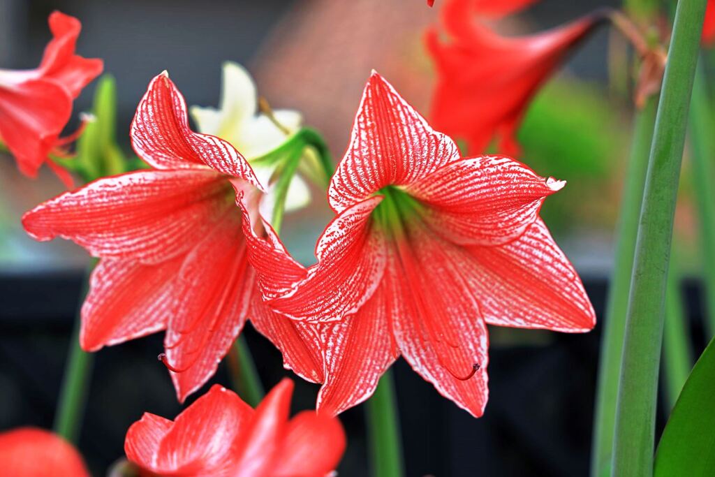 季節を先取りする花たち＃５