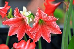 季節を先取りする花たち＃５