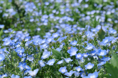春を彩るネモフィラ#2