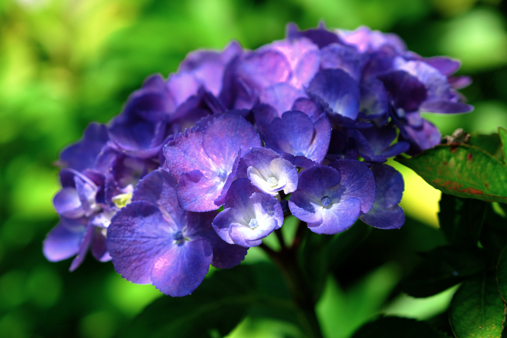 『本光寺』の紫陽花＃６
