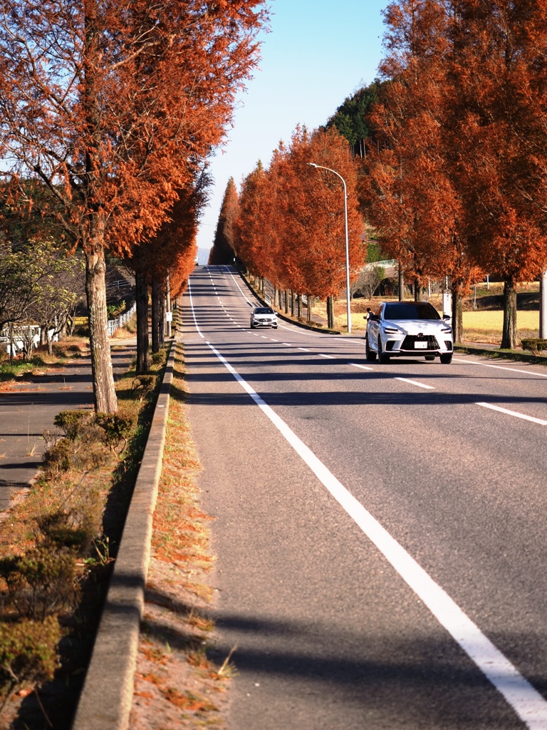 幸田町のメタセコイア並木＃５