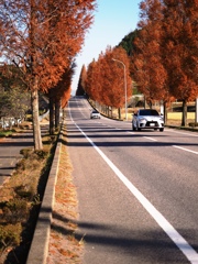 幸田町のメタセコイア並木＃５