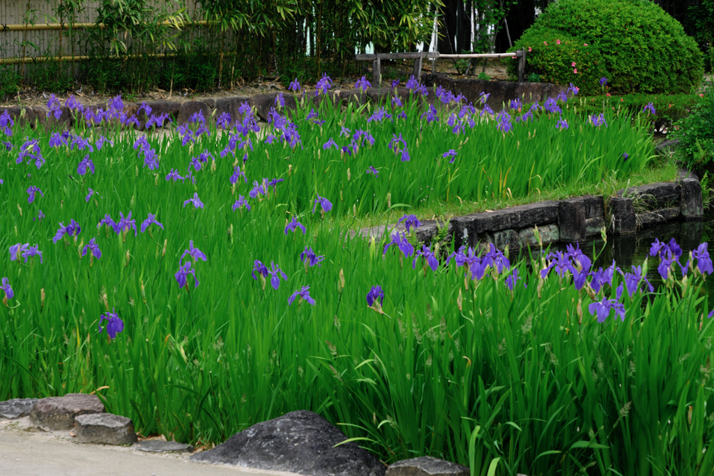 新緑が眩しい丈山苑＃７