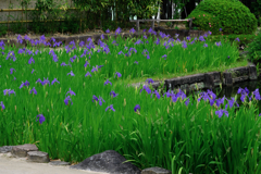 新緑が眩しい丈山苑#7