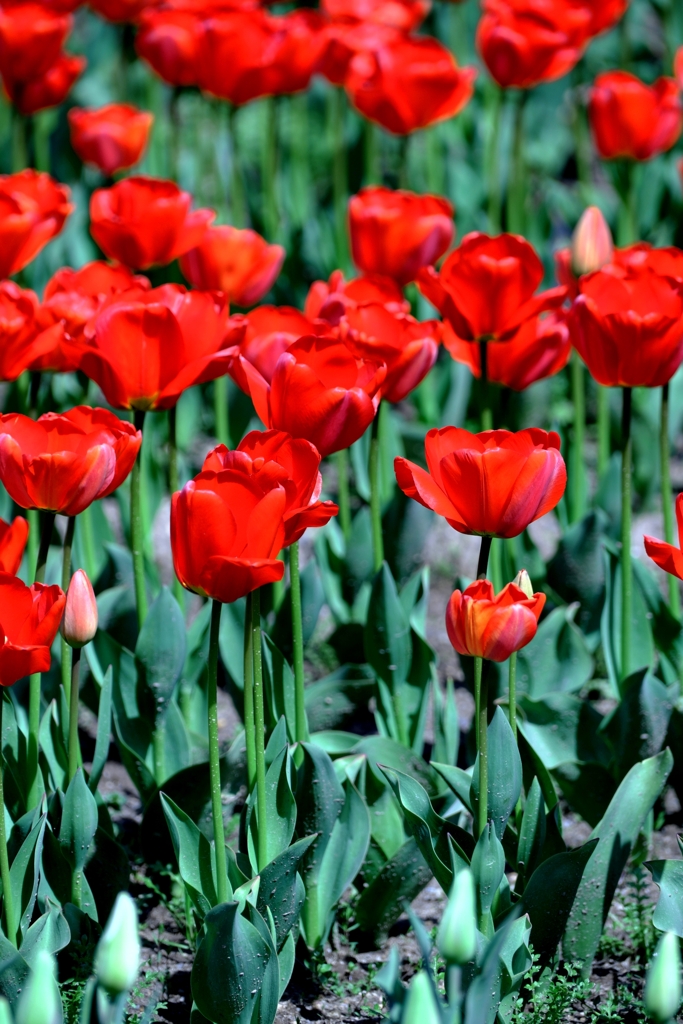 早咲きのチューリップがキレイ～＃６