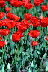 早咲きのチューリップがキレイ～＃６