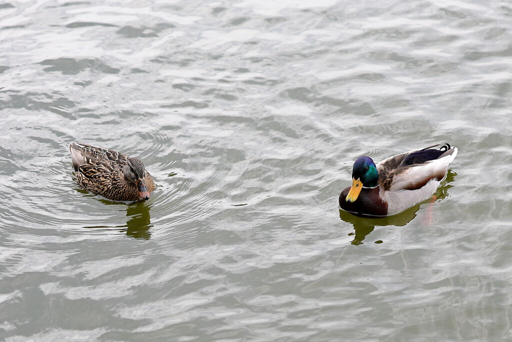 岡崎南公園に居る白鳥とカモたち！＃１
