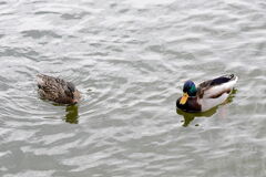 岡崎南公園に居る白鳥とカモたち！＃１