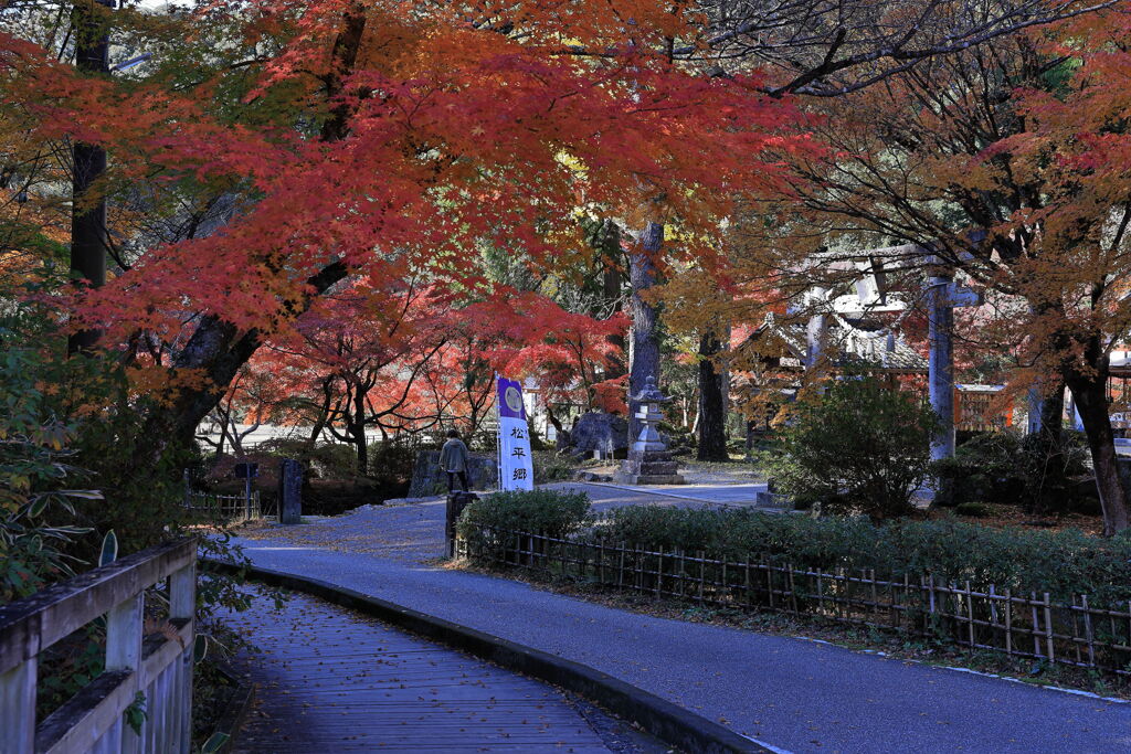 見頃を迎えた松平郷の紅葉＃１