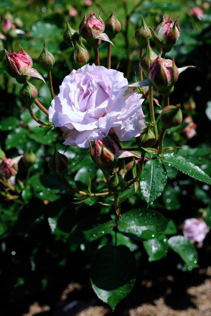 ミササガパークの薔薇が見頃＃４