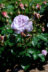 ミササガパークの薔薇が見頃＃４