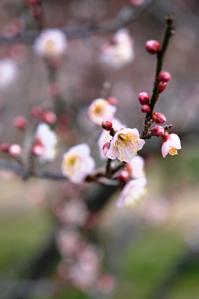 まだ見頃を迎えない梅の花たち＃５