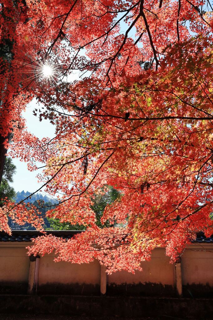 瀬戸市・雲興寺の紅葉＃３