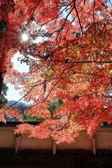 瀬戸市・雲興寺の紅葉#3