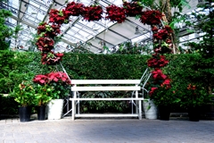 なばなの里・ベゴニアガーデン＃５