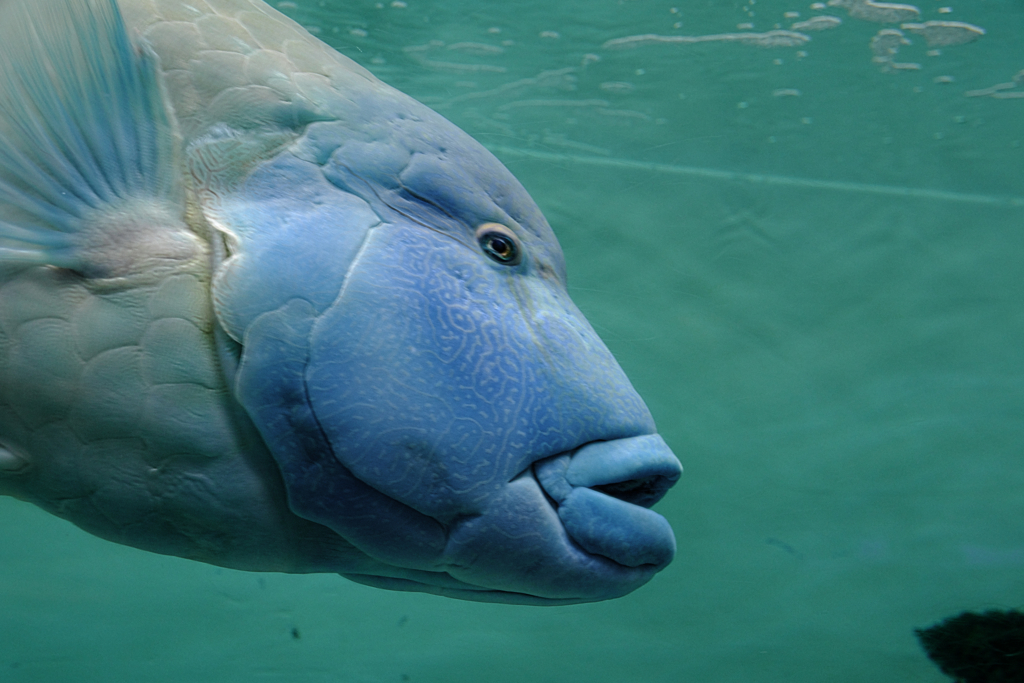 水族館魚たちの撮影＃４