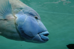 水族館魚たちの撮影＃４