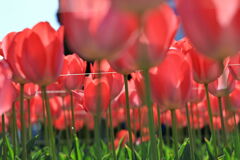 サクラから次の花へ移り変わり＃５