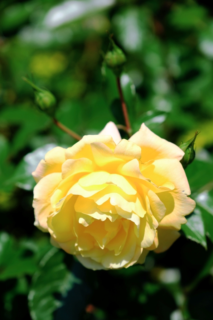 良い香りのバラが咲き始めた～＃８