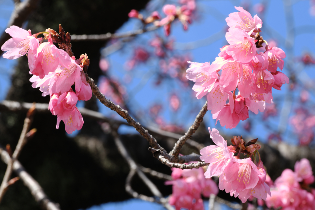 地元で咲き始めた寒緋サクラ＃４