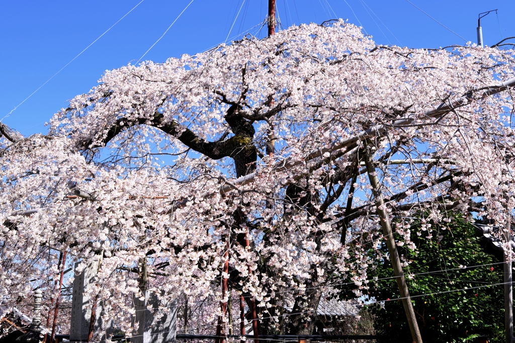 やっと咲き始めた枝垂れサクラ＃７