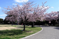 早咲きサクラ満開＃５