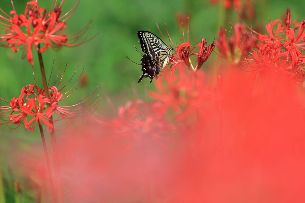 アゲハ蝶と彼岸花＃５