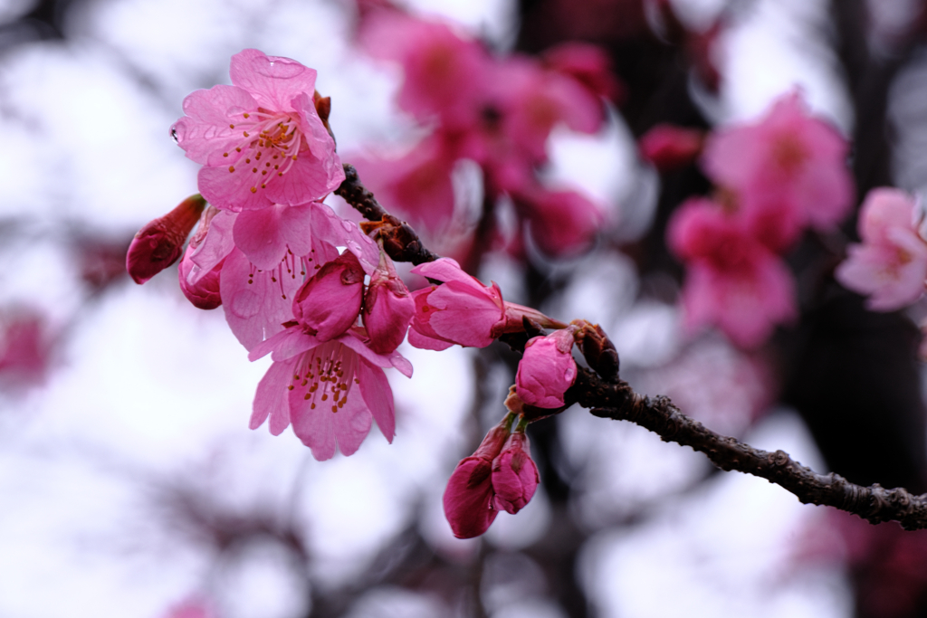 やっと咲き始めた寒緋桜＃６