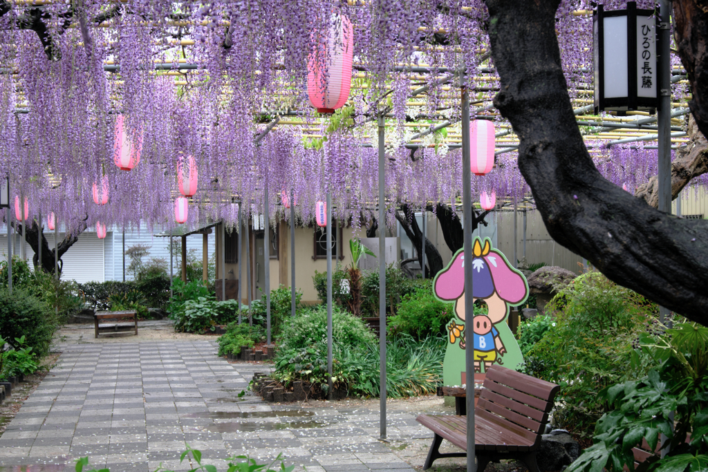 地元の藤園ロケハン＃３