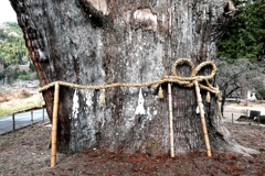 根羽村の『月瀬の大杉』#8