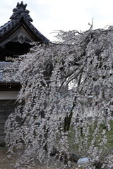 ちょうど見頃の枝垂れ桜＃３