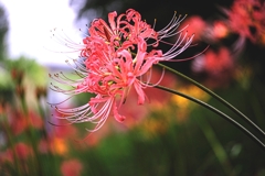 咲き初めはピンクから#10