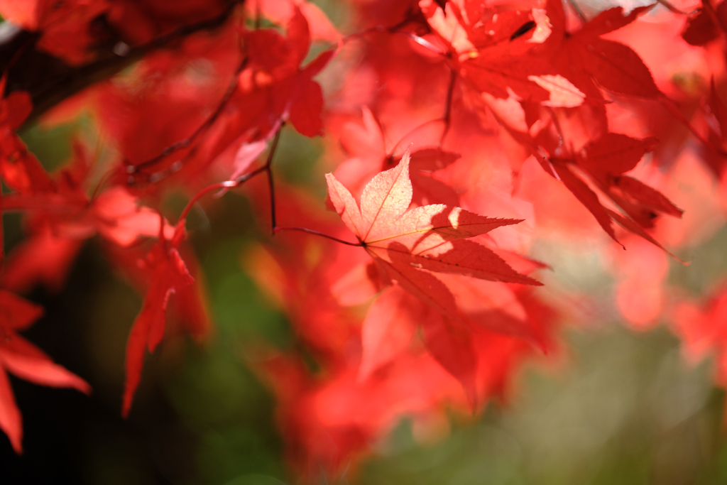 静けさ漂うタカドヤ湿地の紅葉＃４