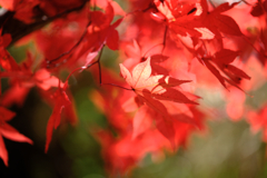 静けさ漂うタカドヤ湿地の紅葉#4